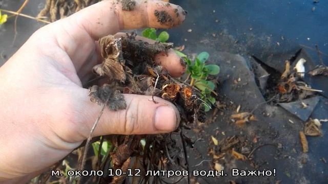 Желтеют листья клубники: что делать