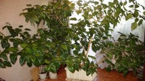 Китайская роза комнатная (гибискус) — сорта, уход и размножение