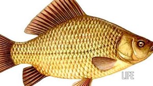 9 ПРОВЕРЕННЫХ СЕКРЕТОВ ЛОВЛИ КАРАСЯ!