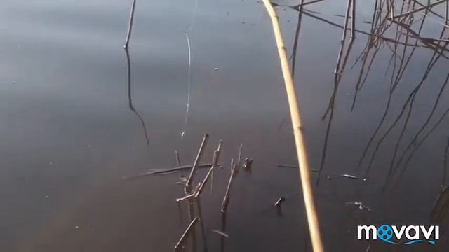 Ростов на дону 10.04.2018 сом 200 кг смотреть онлайн