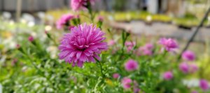 Астра Самоа многолетняя низкорослая - питомник Дивный сад, Беларусь