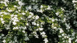 Цветущий боярышник.