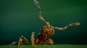 МУРАВЬИ. 20 удивительных фактов о муравьях, которые вы не знали!