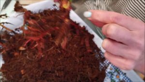 Реанимация антуриума Юта (Utah) после долгой пересылки