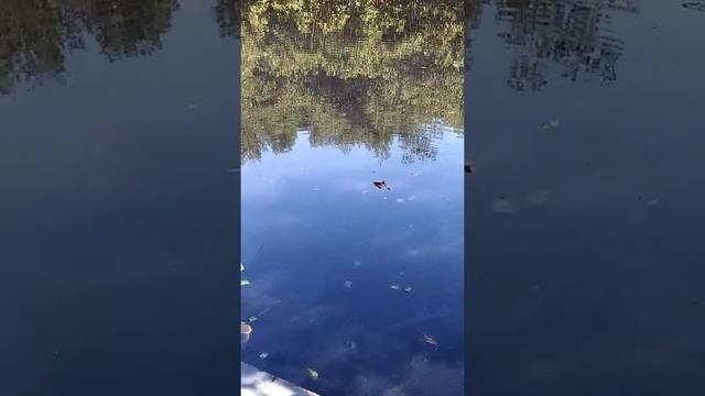 Caiman en Carolina, Puerto Rico