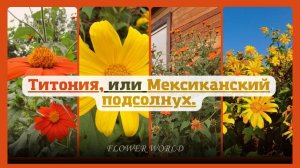 Т﻿итония, или Мексиканский подсолнух.?