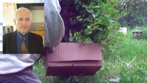 Профессор Кашковский о роении пчёл очень подробно