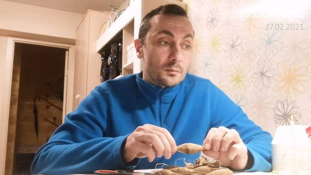 Эксперимент "Георгина/Цитокинин". Часть 1