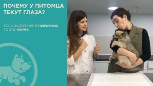 Почему у собаки слезятся глаза?