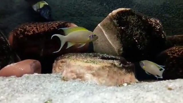 Неолампрологус пульхер (даффодил) Neolamprologus pulcher daffodil смотреть онлайн