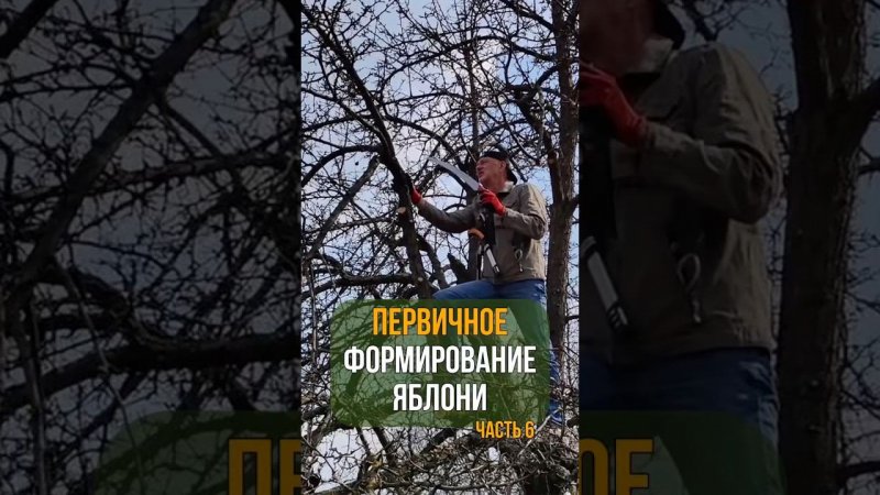 Первичное формирование яблони. Часть 6.
