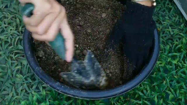 PETUNIA PLANTING смотреть онлайн