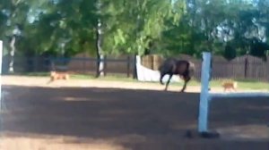 Жеребец русский тяжеловоз (0079-1)