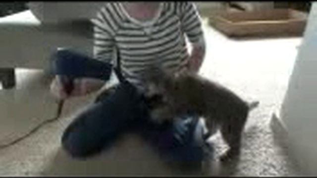 Кот vs. Фен смотреть онлайн