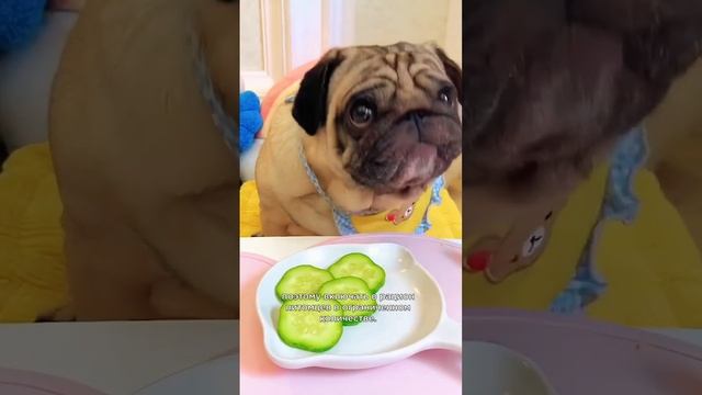 Самые полезные овощи для собак #интересныефакты #собаки смотреть онлайн