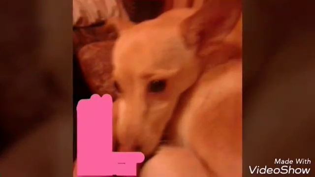 Щенки и Котята смотреть онлайн