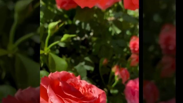 Роза клаймер Ди Ди Бриджуотер???,Rosa Dee Dee Bridgewater,Франция,Meilland 2003год. смотреть онлайн