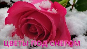 ЦВЕТЫ ПОД СНЕГОМ! Красивая мелодия души