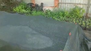 КАК ЧЕРЕНКОВАТЬ(СПИРЕЮ, ПУЗЫРЕПЛОДНИК,ГОРТЕНЗИЮ,ДЁРЕН)ИЗ ЧЕРЕНКА.РАЗМНОЖЕНИЕ ЗЕЛЁНЫМ ЧЕРЕНКОМ,ЛЕТОМ