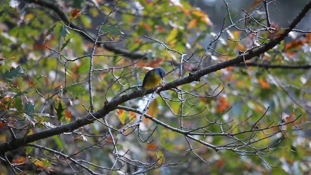 Eastern Yellow Robin looking for worms | Beautiful birds смотреть онлайн