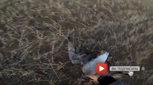 Гусиная охота.Начало октября. Пришел белолобый гусь