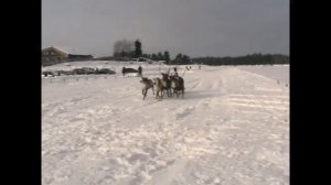 Крайний север: Оленьи гонки | Падение с нарт | Самолеты - хорошо, а олени - лучше