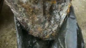 Разрастание мицелия ВЕШЕНОК на пнях, как быстро? Часть3