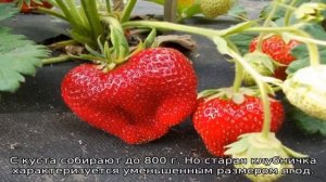 Клубника Кент — описание сорта
