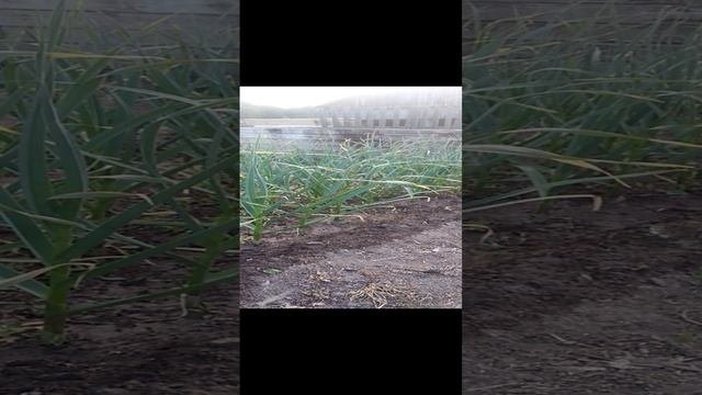 Зиний чеснок растет на новом месте лучше