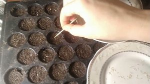 Как быстро посадить мелкие семена. Посадка сухоцвета лагуруса - зайцехвоста. Мой опыт.