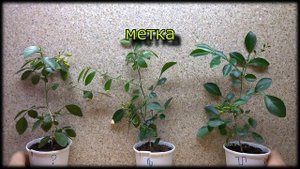 Катушка Мишина. Эксперимент!
