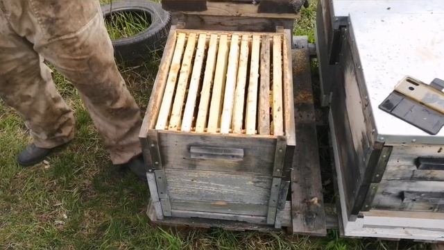 Австрийская Карника, состояние семей на апрель. смотреть онлайн