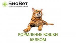 Кормление кошек белком