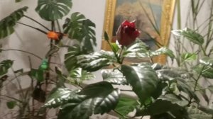 Лучшее удобрение для китайской розы.Бутон на каждой веточке .