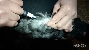 Как и чем прививать птицу от птичьего гриппа