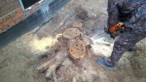 Удаления пня аммиачной селитрой и солью. Результат через 10 месяца.