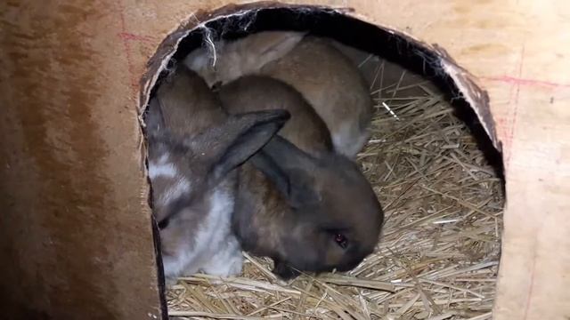 31 декабря @ ушастым месяц, для них так же праздник. смотреть онлайн