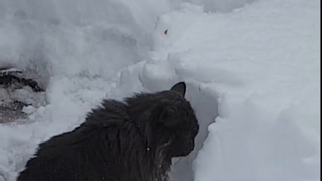 Кот помогает  чистить снег!!!!