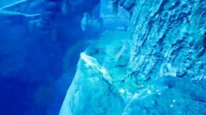 Spirit of the North - Прохождение на русском. Глава 7 #spiritofthenorth #balamuttv