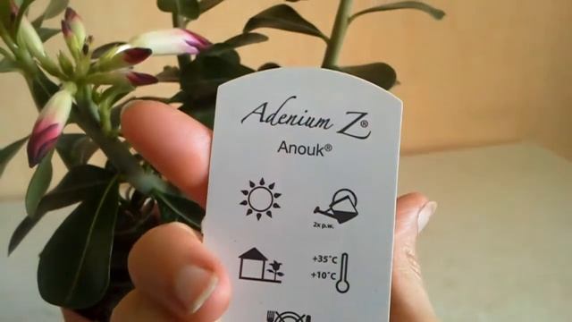 Мой первый адениум и каттлея- подарки на День рождения смотреть онлайн