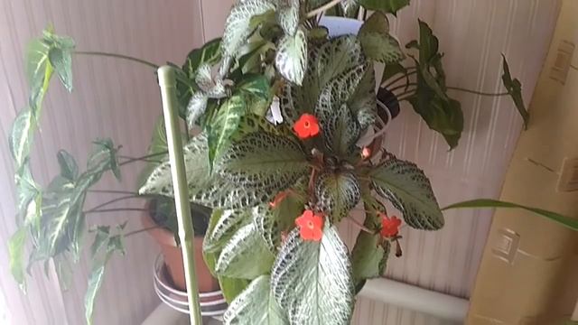 Комнатные растения? любуюсь марантой?бальзамин новогвинейский