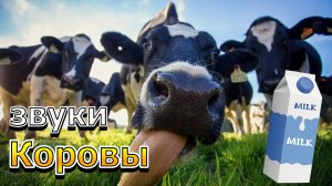 Звук Коровы | Мычание Коровы | Животные звуки