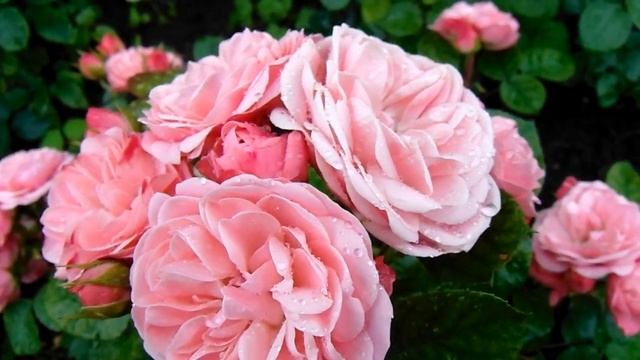 Rosa ´Bailando´ смотреть онлайн