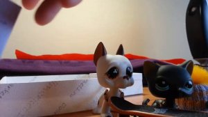 ПОСЫЛОЧКИ: дог кошка стоячка и колли///УРА!