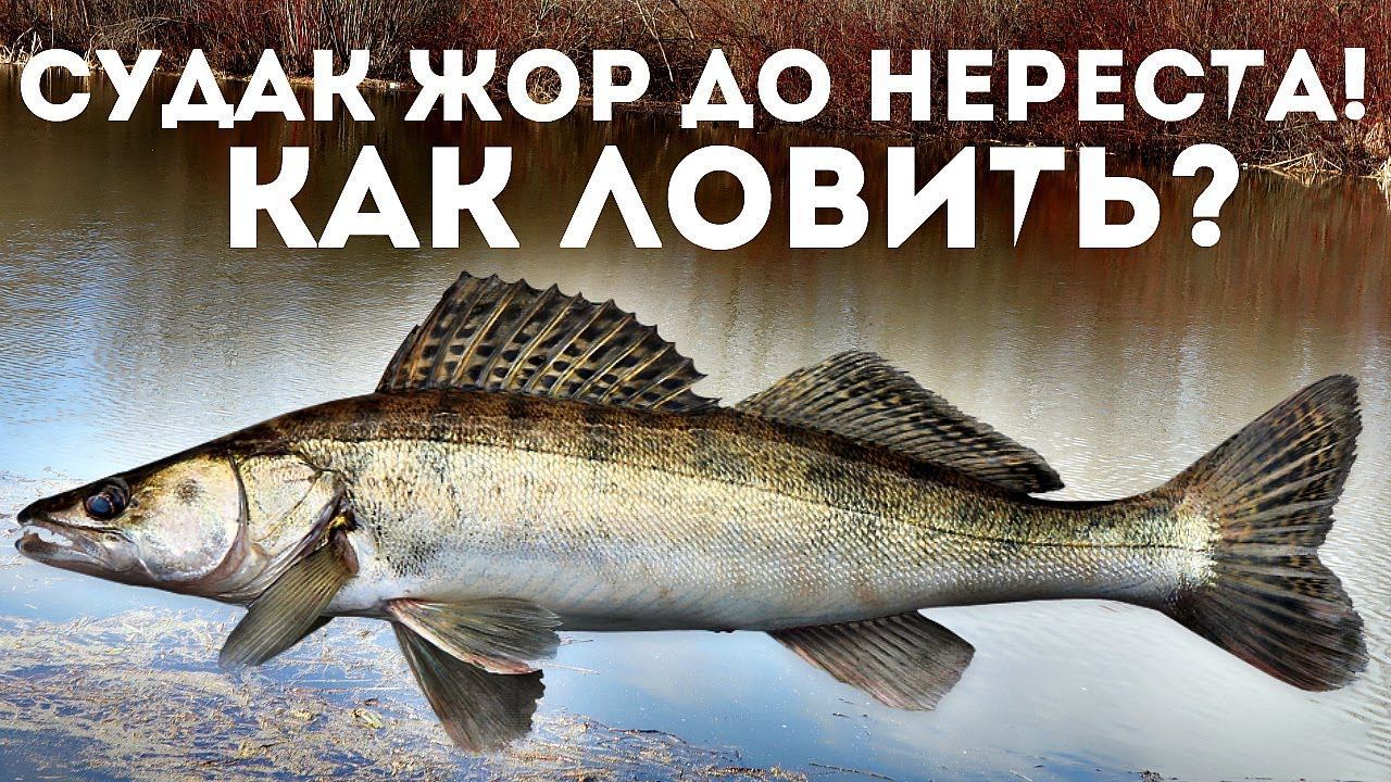 сумдоку сложные с ответами. судоку легкий с ответами. судоку. судака ответы. когда у рыбы нерест.