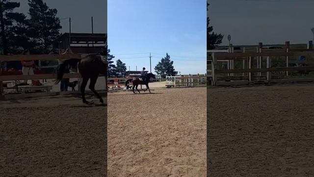 Конная тренировка. смотреть онлайн