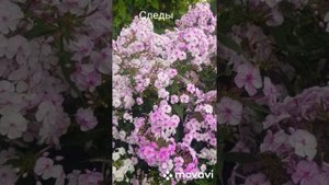 Моя коллекция флоксов: Кай и Следы! 29.07.2022