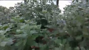 Как заставить  Хризантему зацвести раньше времени.