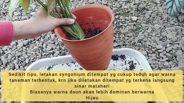 TIPS MEMPERBANYAK SYNGONIUM MARIA ALLUSION TUNAS BARU DALAM 10 HARI