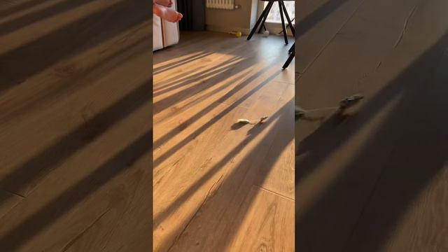 Игрушка микроробот для кота 😸 #shorts #кот #котики #кошки #игрушкадлякота